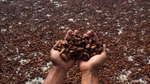 Askindo Sebut Banyak Pihak Atasi Tantangan Perkebunan Kakao Indonesia