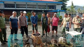 Polisi Gagalkan Penyelundupan 7 Kanguru Asal Papua