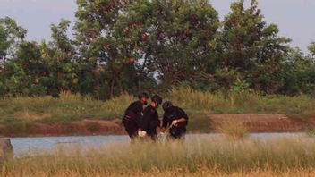 قذائف الهاون تعثر على صيادي سيريبون مدمرين في حقول الأرز والشرطة: الموقع آمن مؤكد
