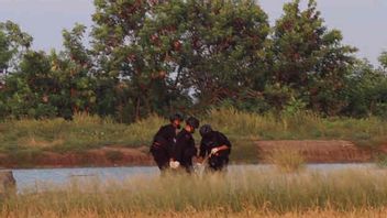 Mortir Temuan Nelayan Cirebon Dimusnahkan di Sawah, Polisi: Lokasinya Dipastikan Aman