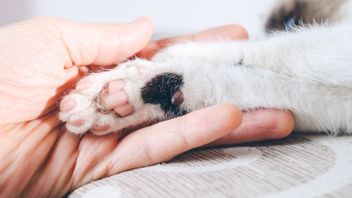 Cat Lovers Must Know! Get To Know The Cat Quench Disease You Need To Be Alert To