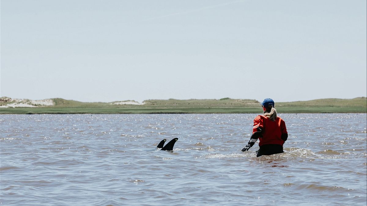 Record! 146 Dolphins Stranded In Cape Cod, The Largest In US History