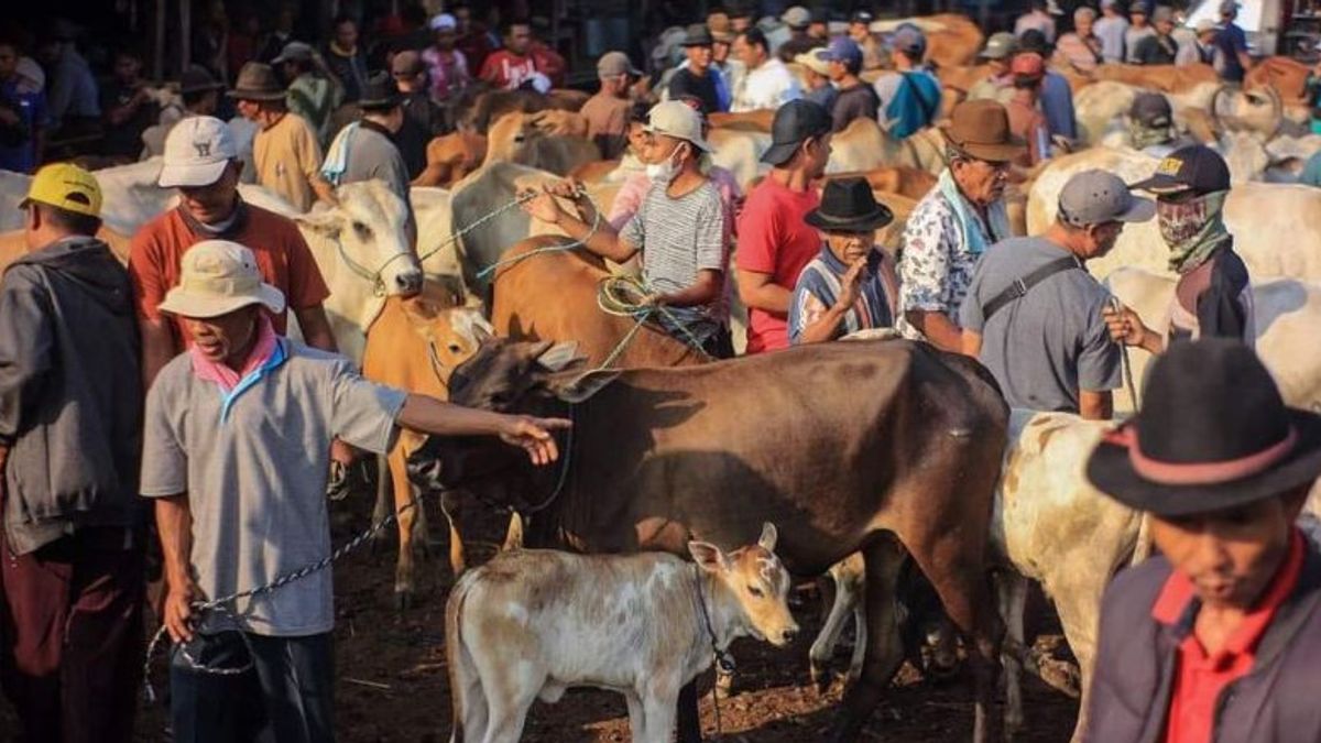 Kasihan, Mushala di Bukittinggi Gagal Kurban karena Ditipu Penjual Ternak Berikut Rincian Kerugiannya