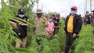  Polisi Ungkap Ladang Ganja di Dairi Sumut, Disita 200 Batang Pohon Ganja