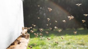 Diduga Lepaskan Kawanan Lebah ke Arah Petugas yang Tengah Melakukan Penggusuran, Wanita Ini Ditangkap dan Hadapi Dakwaan