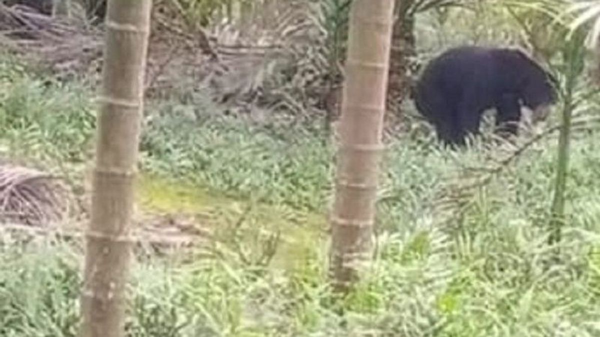 Jambi BKSDA Calls Special Equipment Needed To Catch Sun Bears In Tanjabbar