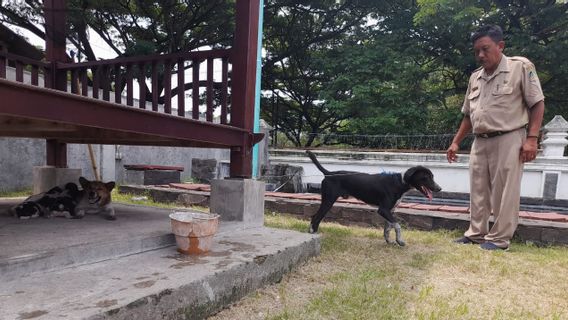 猛烈な犬の恐怖マンダルバニュワンギ村、負傷した市民が噛まれた