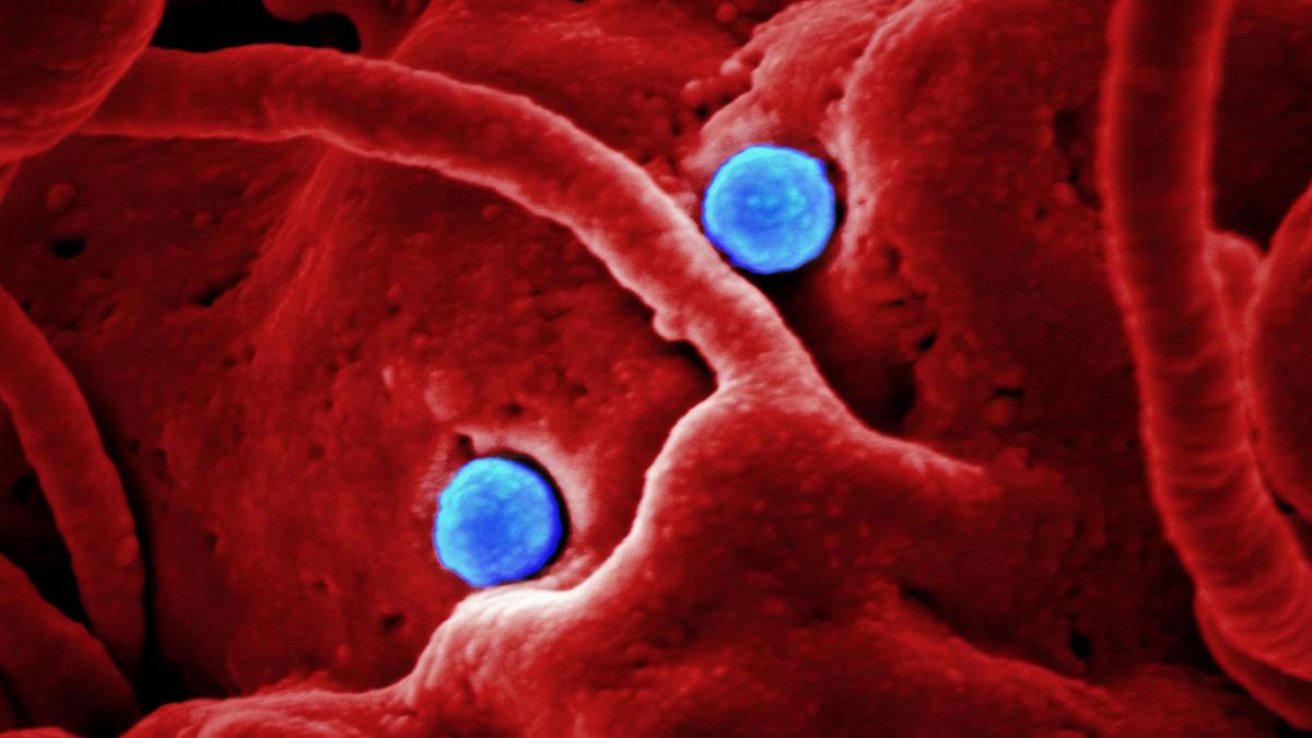Mengenal Mutasi Virus Corona N439K yang 'Pintar' Bisa Hindari Antibodi