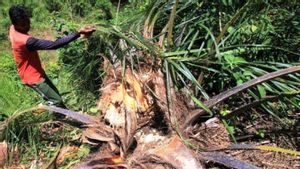 Gajah Mengamuk dan Rusak Kebun Kelapa Sawit di Aceh Barat