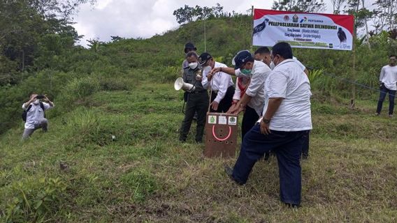 BKSDA Yogyakarta Released Jambul Eagle In Gunungkelir