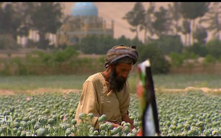 Taliban Tak Main-main Larang Budi Daya Opium, Pelanggar Akan Diseret ke Sanksi Syariat, Tanaman Dihancurkan