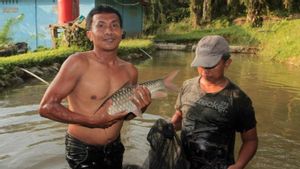 Ikan Jurung Khas Sungai Asahan Mulai Go Internasional Lo