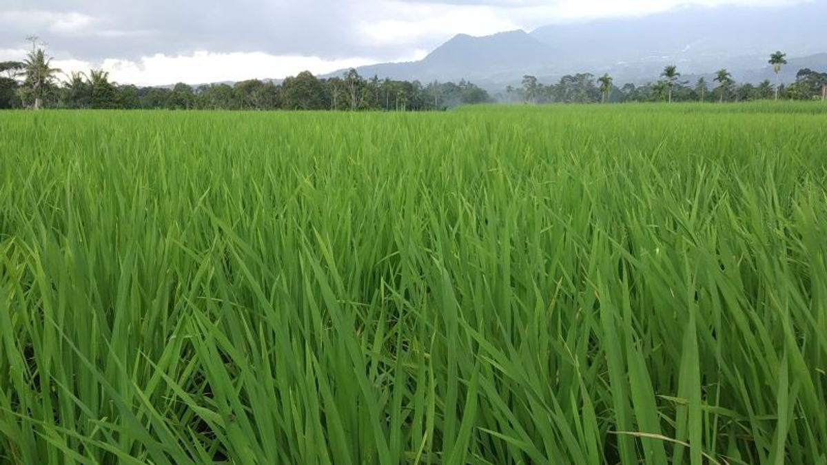 Drought Due To Long Drought, Tanah Datar Regency In West Sumatra Threatened With Crop Failure