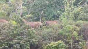 野生の象の群れが西ランプンスーの集落に戻る