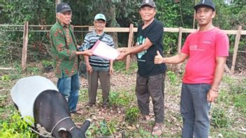 Un Officier De Riau BBKSDA Soigne Des Tapirs Blessés Et Errants Dans Une Plantation De Résidents, Kuansing, Riau
