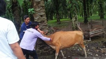 急性疾患「血汗」を予防、ムコムムコは明日完了した1,500頭の牛の予防接種を目標とする