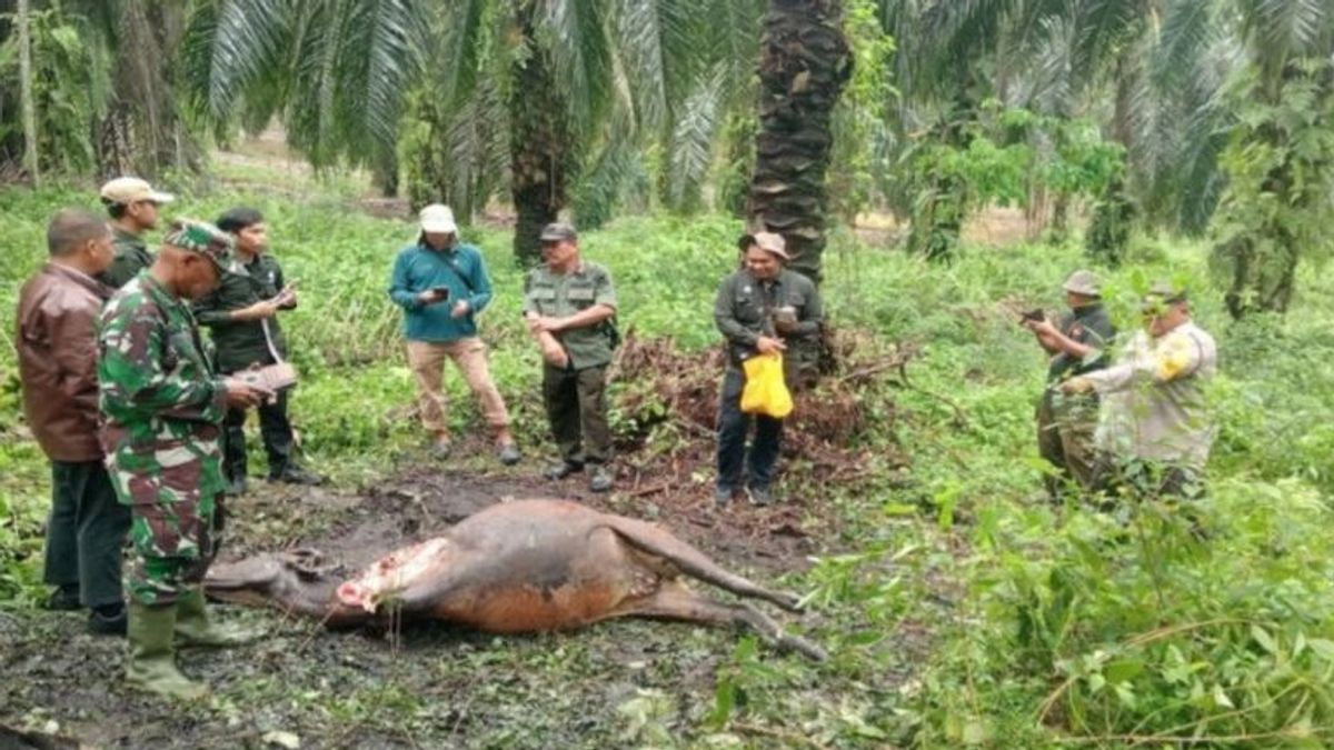 Cegah Korban Manusia, BBKSDA Pasang Kamera Jebak Pantau Harimau Serang Sapi Warga Siak