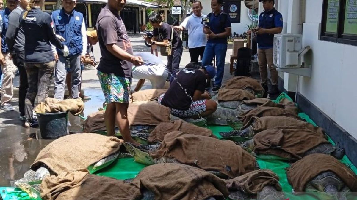 Polres Jembrana Bali Gagalkan Penyelundupan 19 Ekor Penyu Hijau