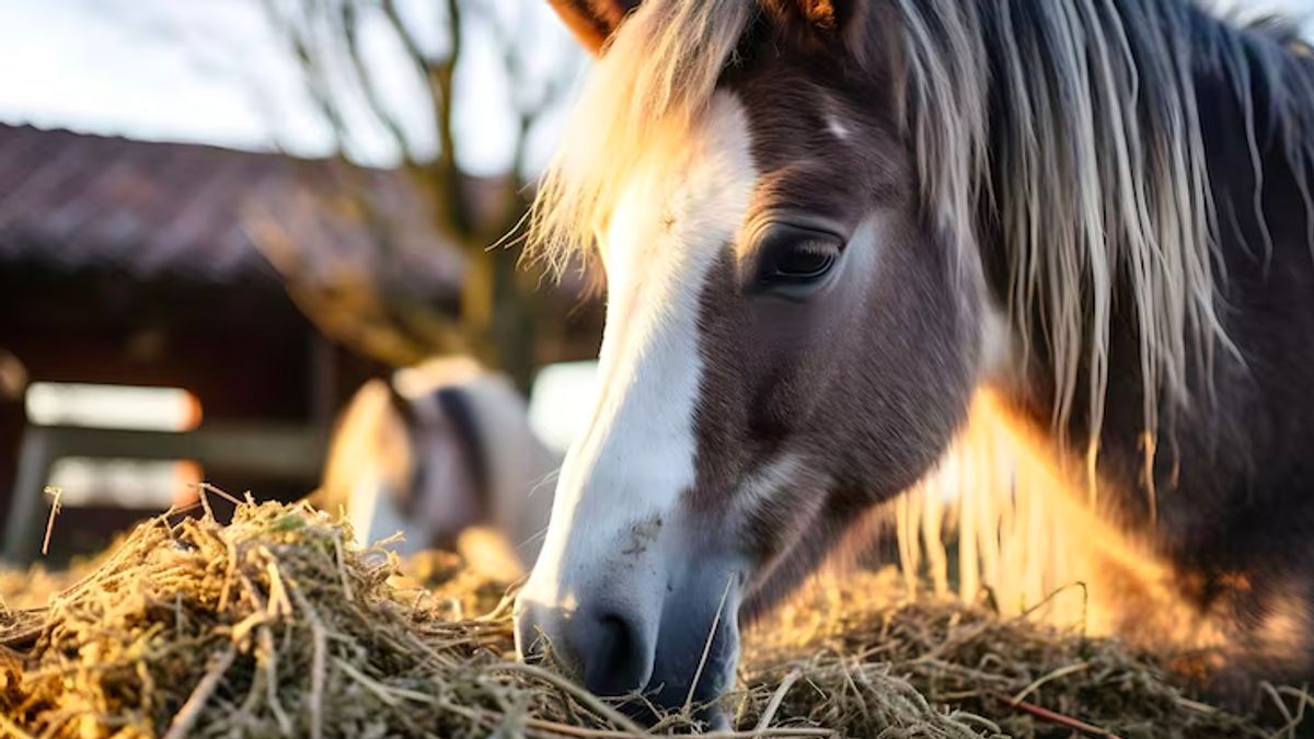 Horse Racing Performance Depends on Nutrition, Local Feed Innovation Wins Appreciation