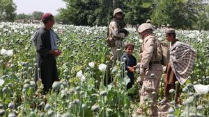 Harga Opium di Afghanistan Melambung Tinggi Sejak Taliban Berkuasa