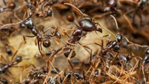Data Studi Empiris Sebut Jumlah Semut di Dunia Mencapai 20 Kuadriliun