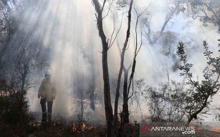 Warisan Dunia, Pulau Fraser Mulai Dijilat Api Kebakaran Hutan Australia