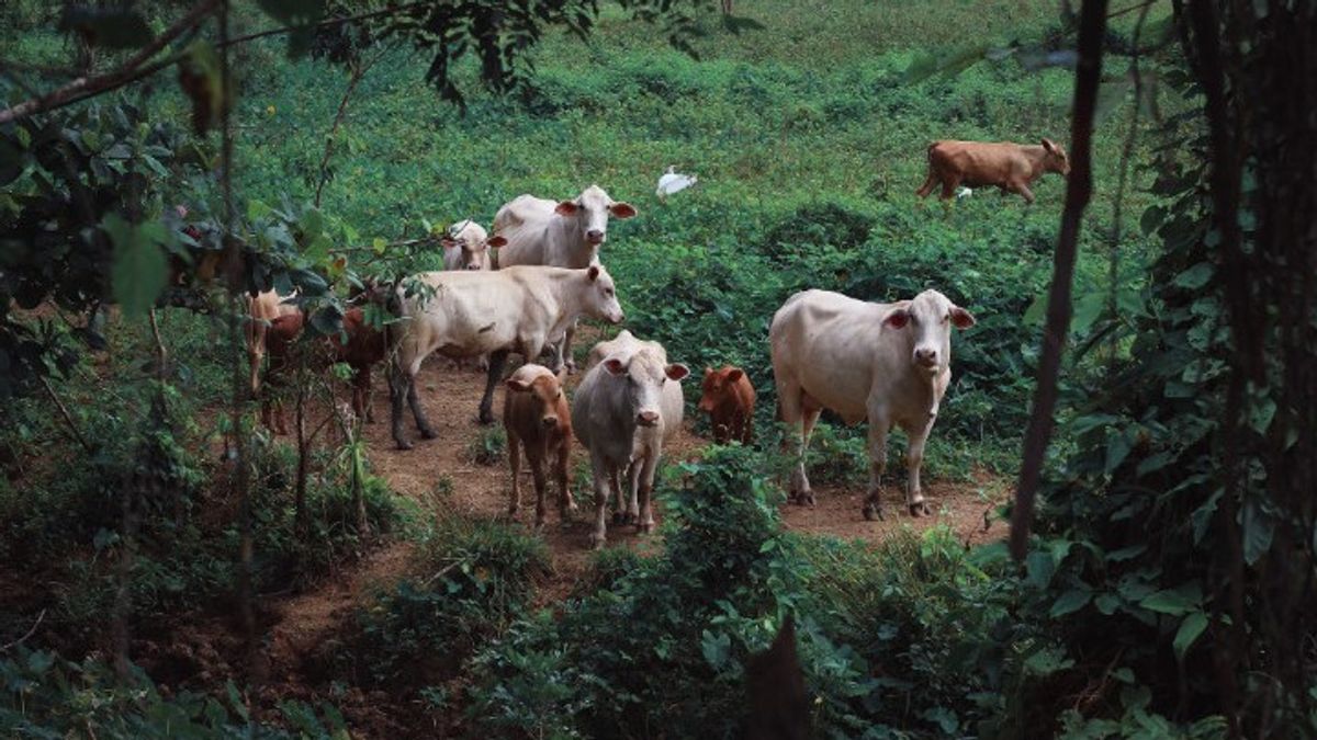 IPB教授:牛はげっぷがメタンに影響を与える地球温暖化に影響を与える