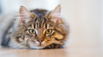 猫は仲間のアナブルの名前を知る能力を持っていることが判明し、研究は証明しています