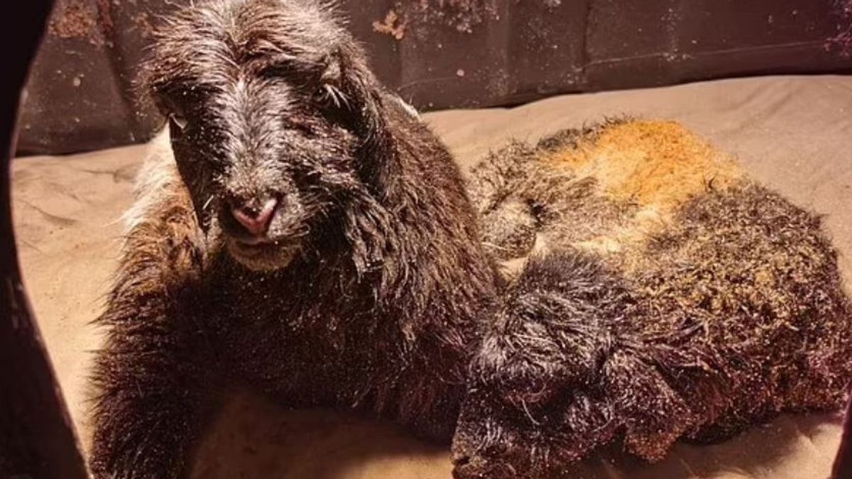 China Successfully Collapses First Tibet Goat With Somatic Cell Cloning Technique