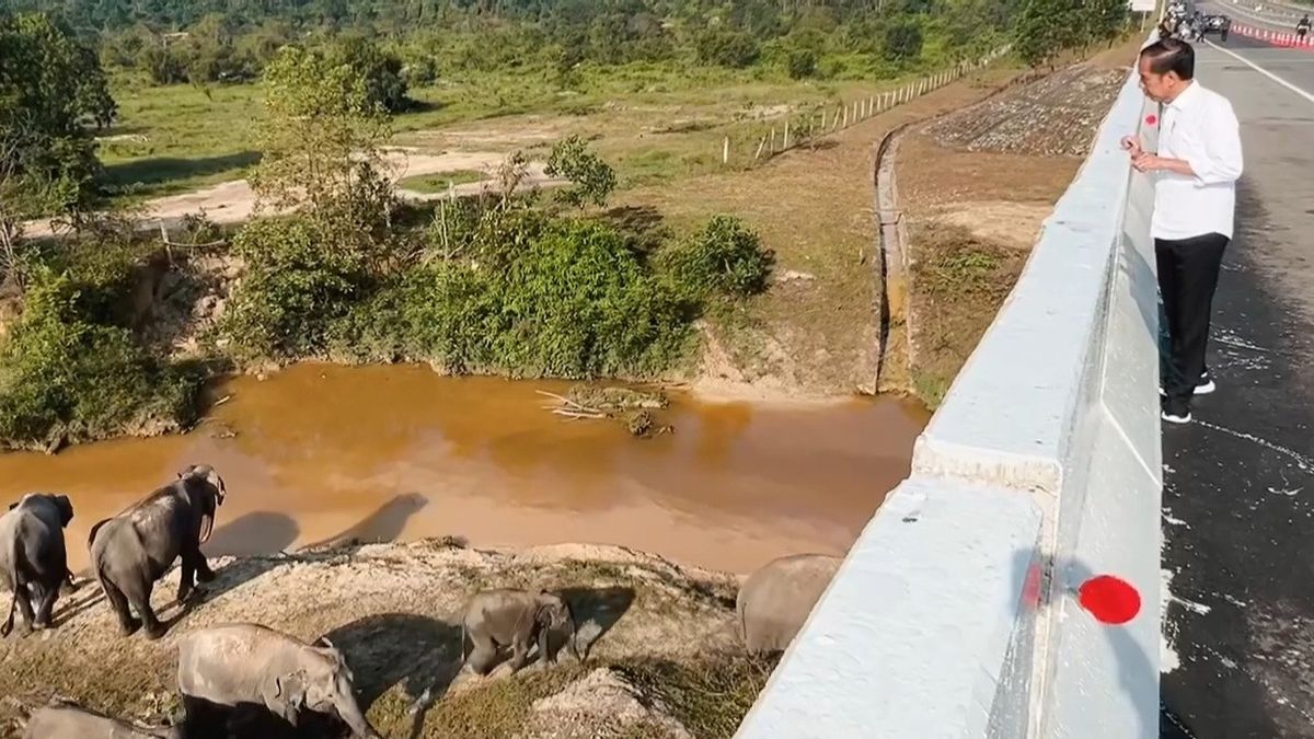 看看北干巴鲁-杜迈收费公路上的大象隧道，佐科威：重要的基础设施建设关注环境