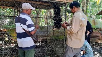 7 Years Of Pelilahara Owa Siamang, A Resident Of Aceh Finally Voluntary Leave It To The BKSDA