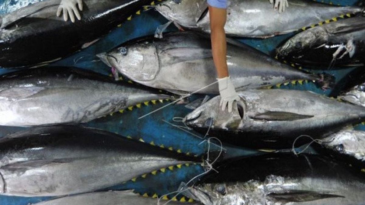 صادرات أسماك سومطرة الغربية تبدأ في الزيادة، لتصل إلى 9.18 مليار روبية إندونيسية في سبتمبر