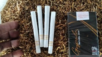 一位捻角羚居民成功地用芋头叶制作了香烟