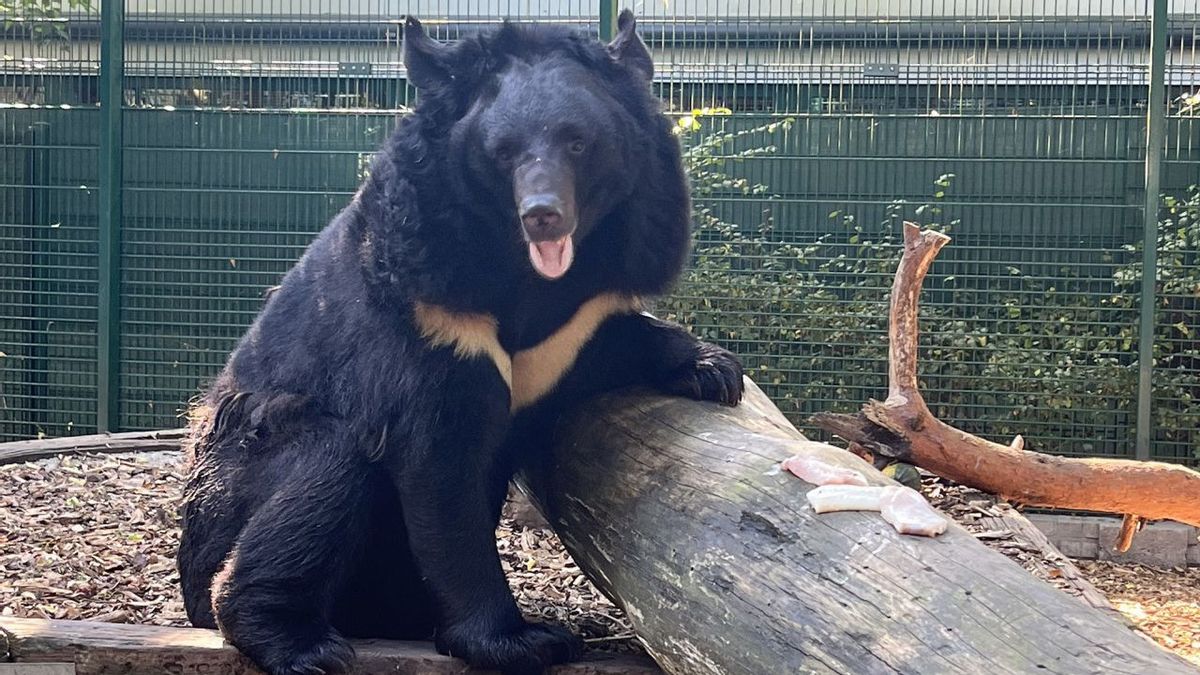 战争创伤,乌克兰熊被苏格兰动物园采用