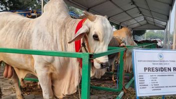 アル・アクバル・スラバヤ国立モスクは、ジョコウィ大統領から1トンの犠牲牛を受け取る