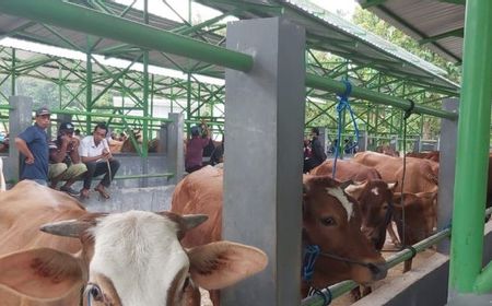 Lagi, Satu Ekor Sapi Dilaporkan Positif Penyakit Mulut dan Kuku di Kulon Progo