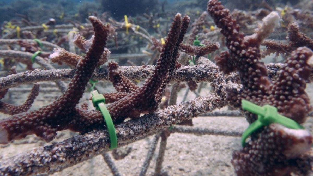 Pulihkan Ekosistem Laut, KKP Tanam Ribuan Fragmen Terumbu Karang