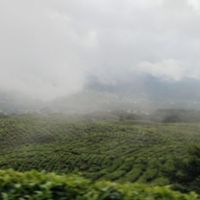 Peremajaan Alam, Jalur Pendakian ke Gunung Dempo Sumsel Ditutup hingga 25 Maret