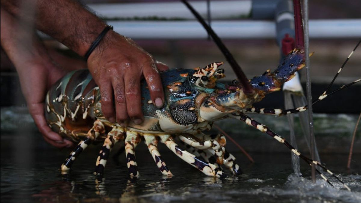 KKP : La publication du bonbons 7/2024 optimisera la gestion du lobster de l’Indonésie