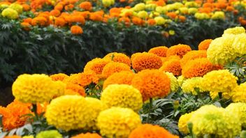 Manfaat Bunga Marigold selain Mempercantik Pekarangan Rumah