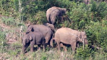 野生大象群体被观察到移动到占碑的居民定居点,BKSDA Gerak Cepat Menghalau