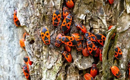 6 Spesies Hewan Paling Banyak di Bumi