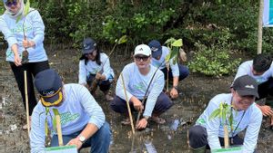 ASDP Tanam 3.000 Mangrove di Mawali