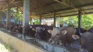 Presiden Kurban Sapi Berbobot 1,4 Ton di Bengkulu