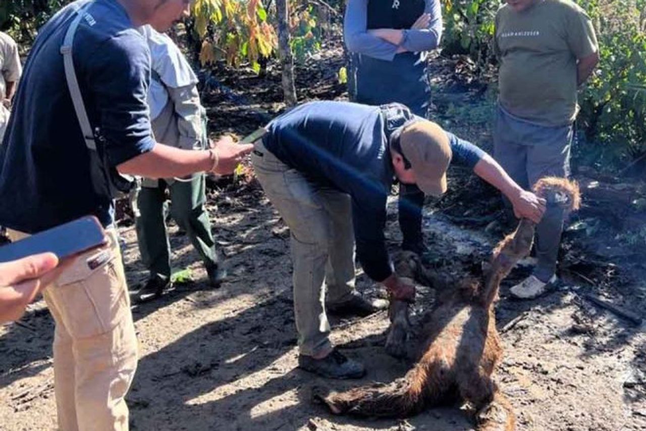 Un orang-outan mort dans l'inondation à Gayo Lues Aceh
