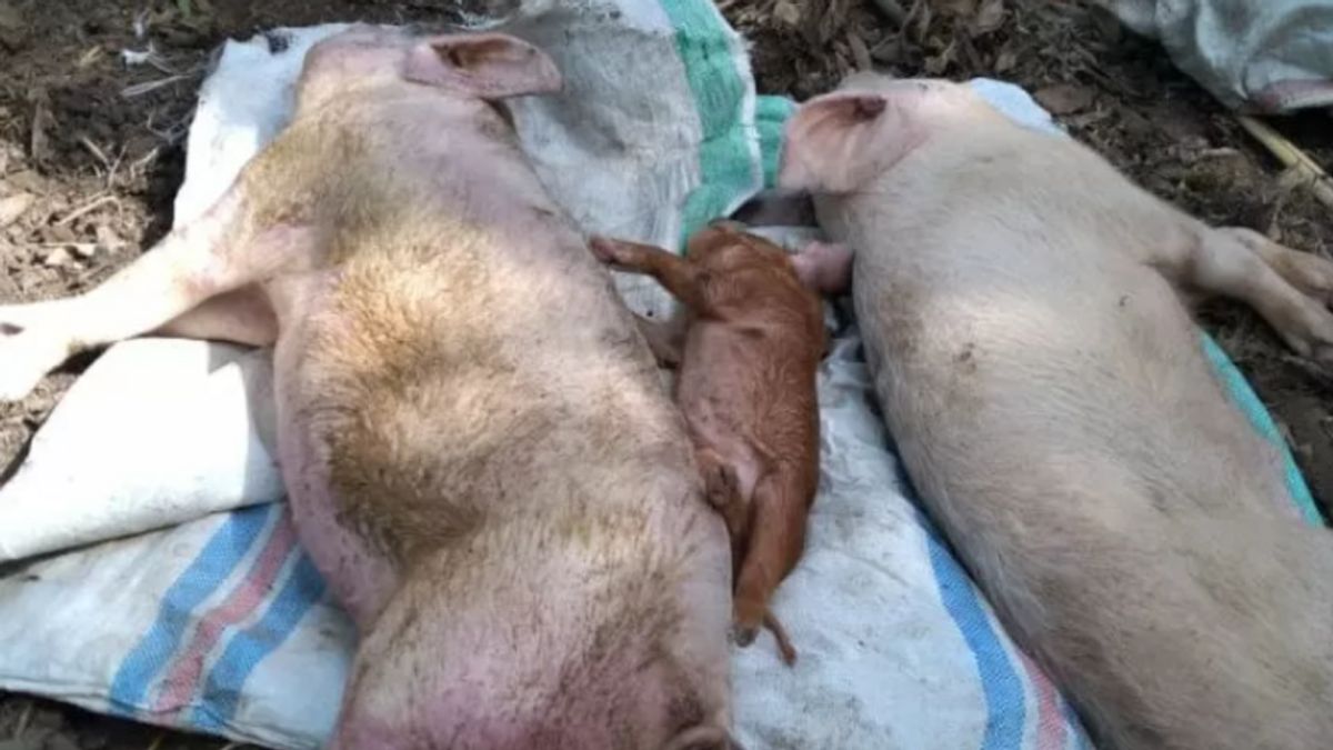 Waspada Demam Babi Afrika, Babi dari Luar Daerah Tak Boleh Masuk Lembata NTT