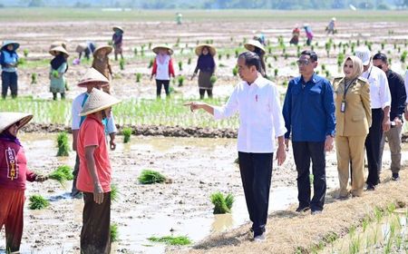 Jawab Keluhan Petani, Jokowi Janji Tambah Subsidi Pupuk di Tengah Kelangkaan