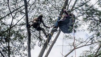 امرأة في بونكاك بوغور عالقة في شجرة عندما بالمظلات