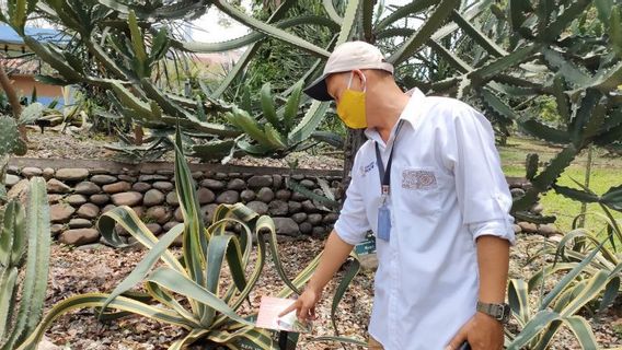 Peneliti Beri 5.000 KTP Pohon di Kebun Raya Bogor