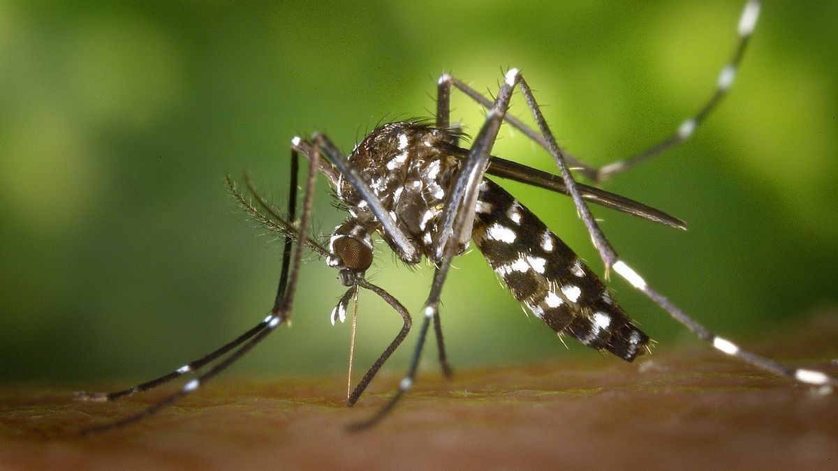 Le nombre de cas de DENGUE dans le contexte naturel d’augmentation, plus élevé que 2023